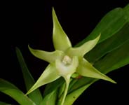 Angraecum sesquipedale closeup